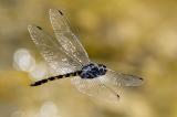 _D8A8542-Gefleckter-WasserfallkreuzerBearbeitet-PS.jpg