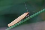 131260213Dunkelstirniges-FlechtenbaerchenEilemalutarella2025-08-09NSGHaspM-PS.jpg