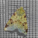 .134420983Bleich-GelbeuleXanthia_icteritia2025-09-03NSGStawaA-PS.jpg