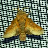 116435267EichengluckePhyllodesma_tremulifolia20250592NSGStadtwA-PS.jpg