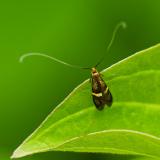 118107528Liguster-LanghornmotteAdela-croesellaM2025-05-15AIC.jpg