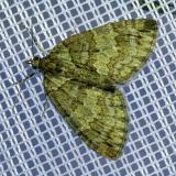 .116436855Erlenhain-BlattspannerHydriomena_impluviata20250592NSGStadtwA-PS.jpg