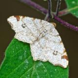 .151368481Hellgrauer_EckfluegelspannerMacaria_notata2026-05-12NSGStawaA-PS.jpg