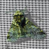 116435368Buchen-GabelschwanzFurcula_furcula20250592NSGStadtwA-PS.jpg