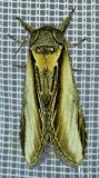 116440951Pappel-ZahnspinnerPheosia_tremula20250592NSGStadtwA-PS.jpg