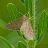 OK123680349Klappertopf-ZuenslerAnania-fuscalis2025-06-23NSGKissH-PS.jpg