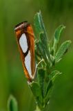 OK123677366Trockenwald-MooszuenslerCatoptria-pinella2025-06-22AIC-PS.jpg