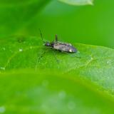 119067641Braune-SchmuckwanzeClosterotomus-fulvomaculatus20250524AIC-PS.jpg