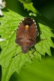 116421890Fruehlings-BaumwanzePeribalus_strictus20250592AIC-PS.jpg
