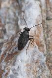 132812471Macrosaldula_scotica2025-08-20NSGStawaA-PS.jpg