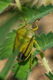 OK123678992GinsterwanzePiezodorus-lituratus2025-06-22Aic-PS.jpg