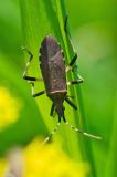115714740GlatteWolfsmilchwanzeDicranocephalus_albipes2025-04-28NSGKiss-PS.jpg