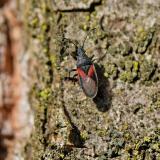 Lindenwanze 140896476MalvenwanzeOxycarenus_lavaterae2025-11-04NSGStawaA-PS.jpg