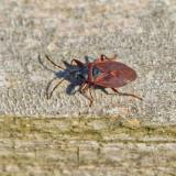 Porige Zapfenwanze 139262565Porige-ZapfenwanzeGastrodes_grossipes2025-10-30NSG-KissH-PS.jpg