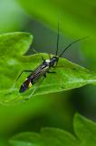 118109225PrachtwanzeMiris-striatus2025-05-15AIC-PS.jpg