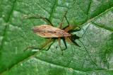 131798611LandraeuberNabis_rugosus2025-08-11NSGHaspM-PS.jpg