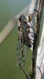 100319371-Mannazikade-Cicada-orni-Vecchiano-_comuni_-_Italien_-2024-08-02-PS.jpg