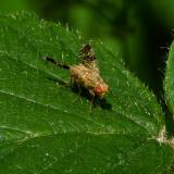 121649955KlettenbohrfliegeTephritis-bardanae2025-06-11Sylt-PS.jpg