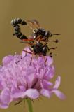 OK92245023StieldickkopffliegePhysocephala-rufipes2023-06-24AIC-PS.jpg