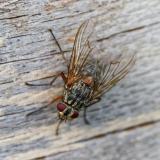 135522982Helina-impunctaW2025-09-17LkrA-PS.jpg