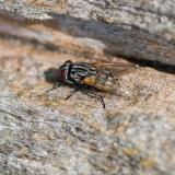 134652774Musca-autumnalis2025-09-06AIC-PS.jpg