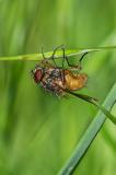 118070556Phaonia-subventa2025-05-14AMandicho-PS--2.jpg
