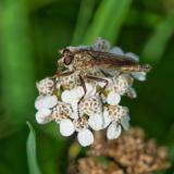OK92697368Tolmerus-cingulatus2023-08-08PE-PS.jpg