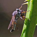 131254498Garten-RaubfliegeNeomochtherus_geniculatusM_Beute2025-08-09NSGHaspelM-PS.jpg