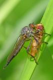 Gemeiner-Strauchdieb-_Neoitamus_cyanurus_-mit-Beute-lechauen-PS.jpg