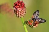 170-Goldschildfliege-_Phasia-aurigera_-Insekt-des-Jahres-2014-PS.jpg