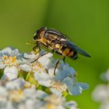 137195605Augenstreifen-SchmeissfliegeStomorhina_lunataM2025-10-08AIC-PS.jpg