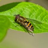 149030462Syrphus_torvusW2026-04-23NSGHaspM.jpg