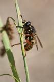 118097803Temnostoma-apiforme2025-05-14AIC-PS.jpg