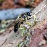 150710904Braune-MulmschwebfliegeBrachypalpus_laphriformisM2026-05-08NSGKissH-PS.jpg