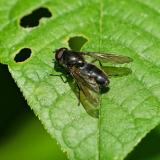 118351158Cheilosia-variabilisM2025-05-19NSGHaspelM-PS.jpg