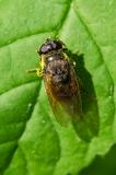 118386444Wiesen-ErzschwebfliegeCheilosia-chlorisW2025-05-19NSGHaspelM-PS.jpg
