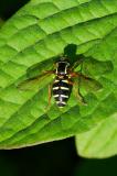 116424088FrueheGelbrandschwebfliegeXanthogramma_citrofasciatum20250592AIC-PS.jpg