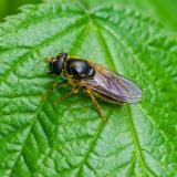 OK118667147Cheilosia-bergenstammiW2025-05-09NSGStawaA-PS.jpg