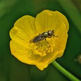 OK121359539Lejogaster-metallinaW20250609Sylt-Morsum-Kliff-PS.jpg