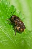 118352230Microdon_major-oder-analisW2025-05-19NSGHaspelM-PS.jpg