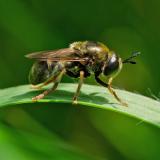 120621365Microdon-deviusW2025-06-04NSGKissH-_2_-PS.jpg