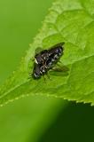 118073275Paragus_pecchioliiPaarg2025-05-14NSGStawaA.jpg