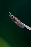 OK123875465Platycheirus-clypeatusW2025-06-21AIC-PS.jpg