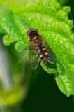 OK117381354Platycheirus-peltatusM2025-05-12PE-PS.jpg