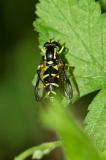 118076256Praechtige-GelbrandschwebfliegeXanthogramma-divesW2025-05-14NSG-Stawa-A-PS.jpg