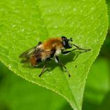 OK118672790WollhaarigePelzschwebfliegeCriorhina-floccosaM2025-05-09AIC-PS.jpg