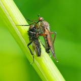149429507Empis-opaca2026-04-28Friedberg-PS.jpg