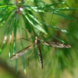 81091467Tipula-lateralis-LL-2023-08-18-PS.jpg