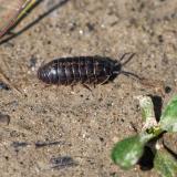 148263379RollasselArmadillidium_vulgare2026-04-18Mering-PS.jpg