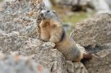 Marmota-marmota-Alpenmurmeltier-2-PS-2.jpg